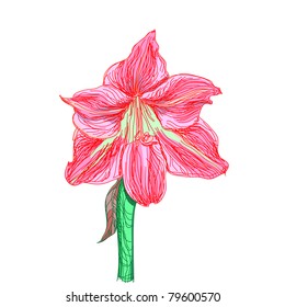Lily flower isolated on a white background.