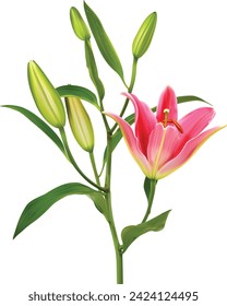 Lily flower isolated  real vector on white background