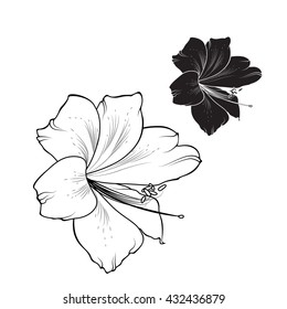 Lily flower isolated side view. Detailed outline sketch. Black and white alternatives. Yin and yang.