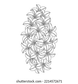 lily flower and lilium flower coloring page outline decorative line art vector graphics.floral design sketch drawing of black and white color on isolated background.