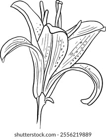 Lily flower line art. Flat isolated  hand drawn flowers. Minimalist style vector illustration