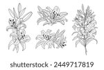 Lily flower line art vector botanical illustration