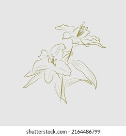 Lily Flower line art vector