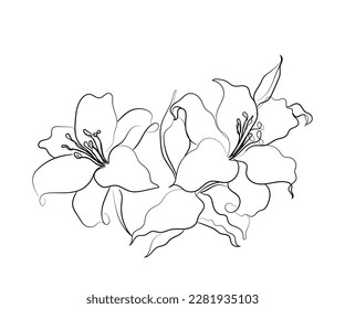 Lily flower line art vector. Abstract sketch of lilies.