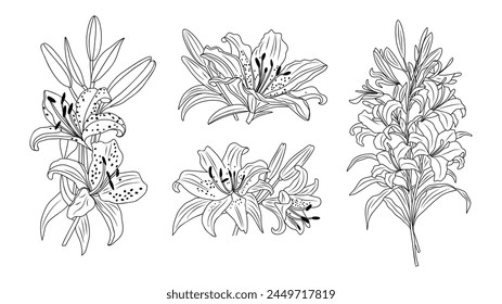 Lily flower line art vector botanical illustration