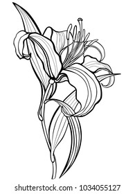 Lily, flower. Line drawing. For coloring. Botanical illustration. Outline. 
Garden lily flower with leaves and stalk. Flower with stamens and pestle. 
hand drawing