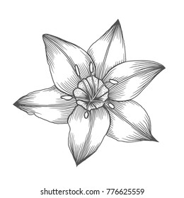 Lily Flower , line pattern. Vector artwork. Coloring book page for adult. Love bohemia concept for wedding invitation card, ticket, branding, boutique logo, label. Gift for girl and women