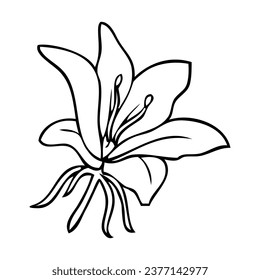 lily flower line vector illustration,isolated on white background,top view