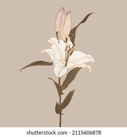 Lily flower linear drawing with bronze metallic outline colored in neutral brown, white, pink. Design for print, poster, cover, banner, fabric, invitation, postcard and packaging.