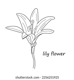 Lily flower in linear style. Lily flower monochrome vector illustration. Hand drawn beautiful lilly isolated on white background. Element for design of greeting cards and invitations