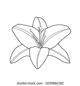 Lily flower linear vector illustration.flower,suitable for coloring,isoated on white background,out line