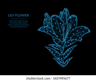 Lily flower low poly design, garden bulbous plant abstract geometric image, blossom wireframe mesh polygonal vector illustration made from points and lines on black background