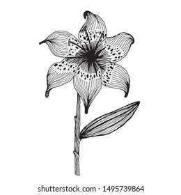 A lily flower made by hand drawing with many detail on petals, leaf and stalk.