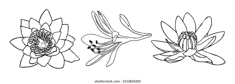 Lily flower minimal botanical drawing. Vector set of floral elements for design. Doodle set element. Illustration vector graphic.