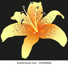 Lily flower on black background.
