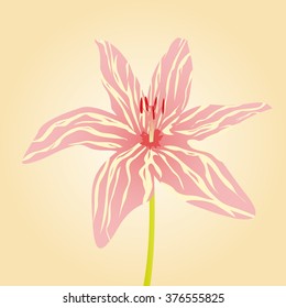 Lily flower on the light background