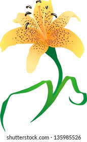 Lily flower on white background.