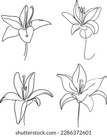 lily flower one line drawing