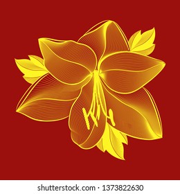 lily flower outline