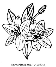 Lily flower outline vector isolated on white background