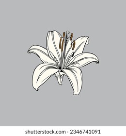 Lily Flower Painting Style vector Outline