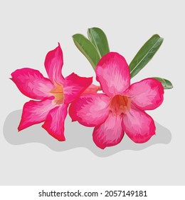 lily flower Realistic hand drawn illustrations and vectors