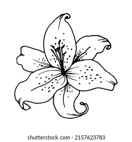 Lily flower ring. Linear hand drawn vector illustration