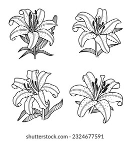 Lily flower set, vector illustration, on white background, botanical element, for wedding invitation design, postcards