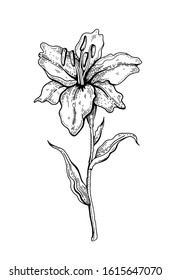 Lily flower sketch drawing. Engraved lily, black line art. Doodle flower vector illustration isolated on white background. Romantic love symbol for Valentine's day, Mother's day cards, tattoo design