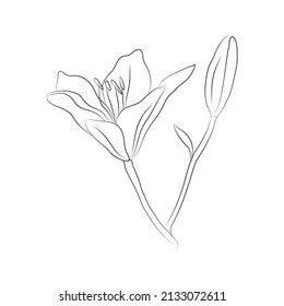Lily flower, two buds, drawn with lines. Isolated bud on a branch. For invitations and valentines