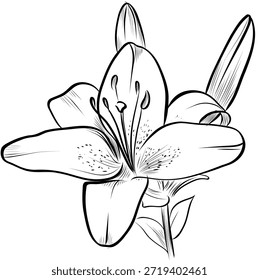 Flor de lirio con dos brotes dibujado a mano ilustración