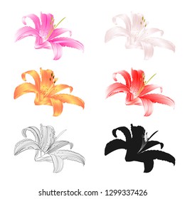 Lily flower two pink white yellow red outline and silhouette Lilium candidum, on a white background  vintage vector illustration editable Hand draw