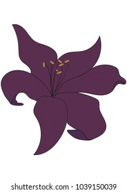 Lily flower vector