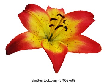 Lily Flower Vector