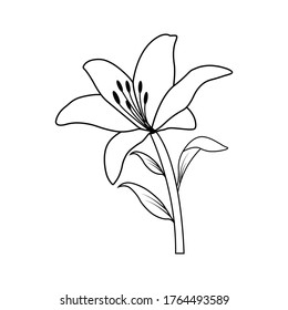 Lily flower vector. Vector black contour of lily flowers isolated on a white background.