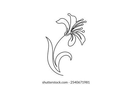 Lily flower vector, continuous line drawing of lily flower. Line art lily flower isolated on white background. sketch hand-drawn Designs for invitations, weddings, wallpaper, print templates.