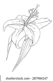 Lily flower - vector drawing
