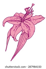 Lily flower - vector drawing
