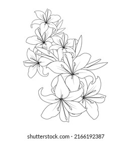 lily flower vector graphic line art design for coloring book page illustration