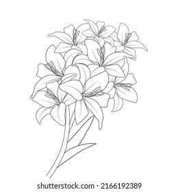 lily flower vector graphic line art design for coloring book page illustration
