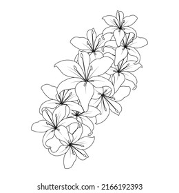 lily flower vector graphic line art design for coloring book page illustration