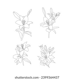 lily flower vector graphic line art design for coloring book pages illustration in black and white