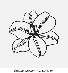 Vector de flores de Lily. Dibujar a mano la ilustración del contorno negro sobre fondo blanco. Elemento aislado para el diseño de patrón, tarjeta de saludo, flaer, afiche, banner. Tatuaje también. 