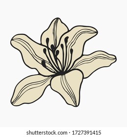 Lily flower vector. Hand drawn illustration on white background. Isolated element for design of pattern, cosmetics, border, greeting card, flyer, poster, wedding invitations. Tattoo.