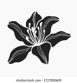 Lily flower vector. Hand drawn illustration on white background. Isolated element for design of pattern, cosmetics, border, greeting card, flyer, poster, wedding invitations. Tattoo.