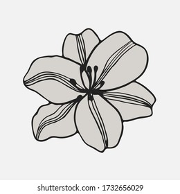 Lily flower vector. Hand drawn illustration on white background. Isolated element for design of pattern, cosmetics, border, greeting card, flyer, poster, wedding invitations. Tattoo.