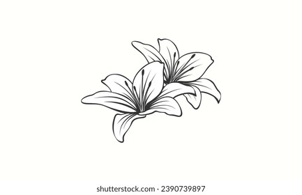 Lily flower vector handdrawn style logo