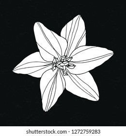 Lily flower vector illustration
