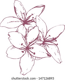 Lily flower. Vector illustration.