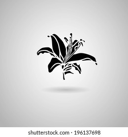 Lily flower. Vector illustration.